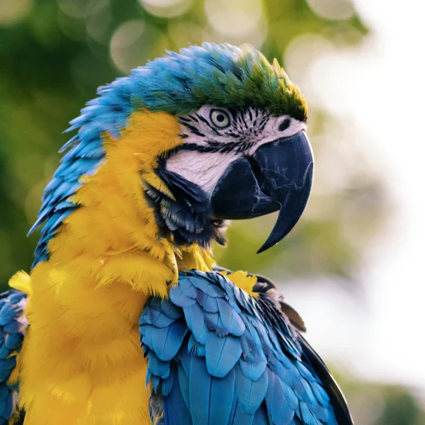 Bird Swing & Perch Kit — Pet Supplies at Qihistore Shop