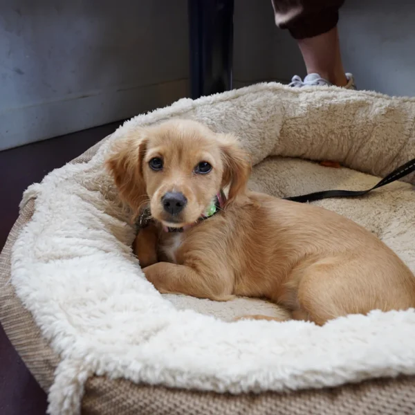 Cozy Donut Dog Bed — Pet Supplies at Qihistore Shop