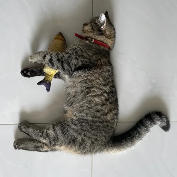 Feather Wand Cat Toy Set — Pet Supplies at Qihistore Shop