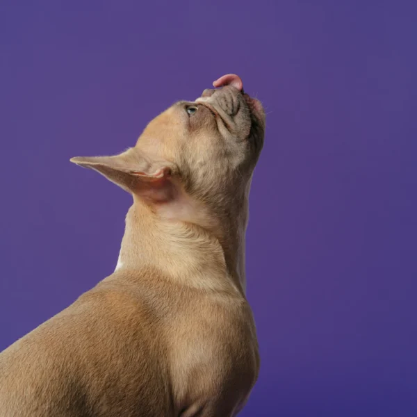Grain-Free Dry Dog Food 12 lb — Pet Supplies at Qihistore Shop