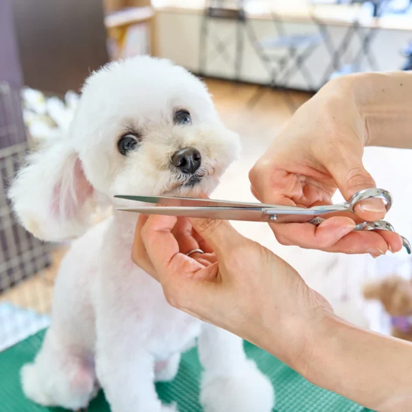 Home Grooming Kit for Dogs — Pet Supplies at Qihistore Shop