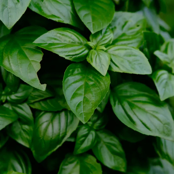 Living Basil & Herb Duo — Fresh Produce at Qihistore Shop