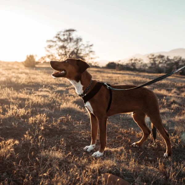 No-Pull Harness & Leash Set — Pet Supplies at Qihistore Shop