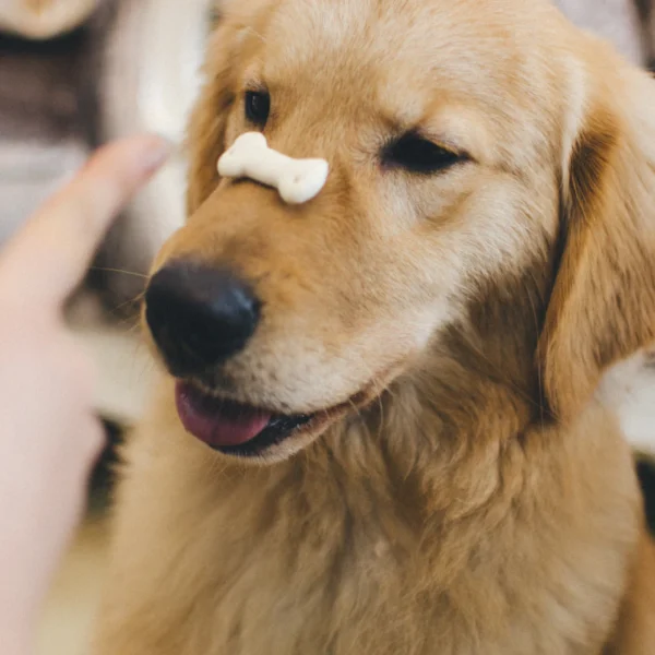 Peanut Butter Training Bites — Pet Supplies at Qihistore Shop