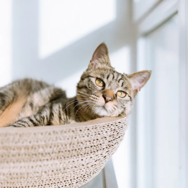 Plush Cat Cave Bed — Pet Supplies at Qihistore Shop