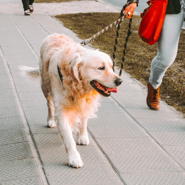 Reflective Dog Leash 6 ft — Pet Supplies at Qihistore Shop