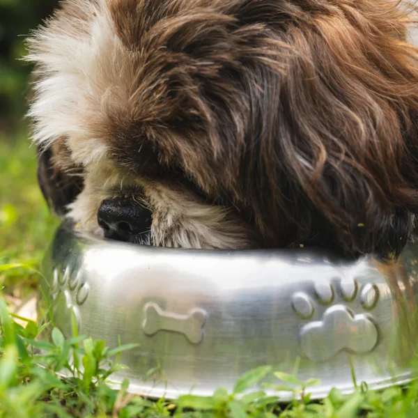 Slow-Feeder Bowl Set — Pet Supplies at Qihistore Shop