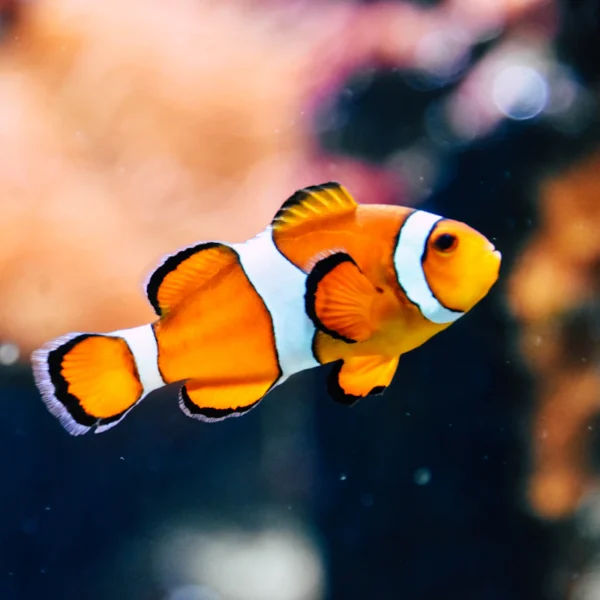 Starter Aquarium Kit 10 Gal — Pet Supplies at Qihistore Shop